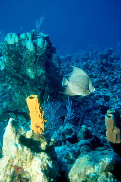 The beautiful reef with French Angelfish