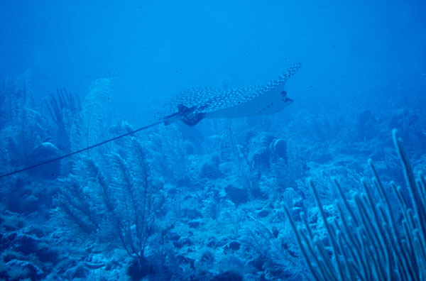 The ever-graceful Spotted Eagle Ray