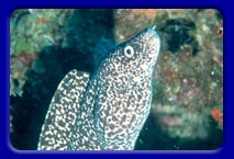 Beautiful Spotted Moray Eel