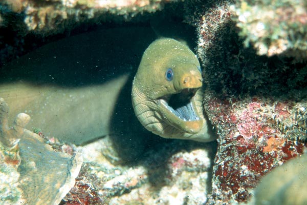 A green Moray shows us His territory