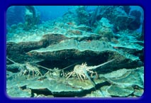 Three lobsters use the Reef for shelter