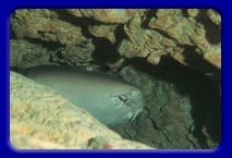 A nurse shark takes haven in Sharks Cave